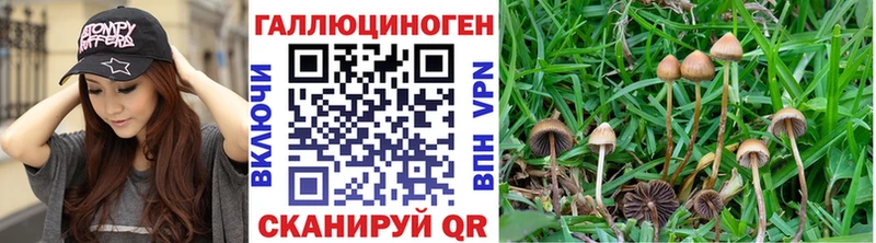 купить наркотики цена  Алагир  Псилоцибиновые грибы прущие грибы 